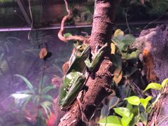 -正佳雨林生态植物园