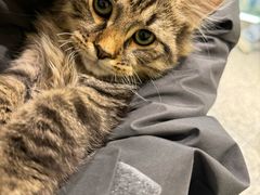 -momokira米努特·德文卷毛猫·棉花面纱犬