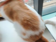 -怪兽屋·羊驼·猫咖·狗咖(俊华广场店)