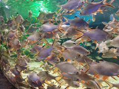 -多彩贵州城极地海洋世界