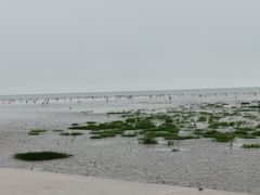 -奉贤海滩