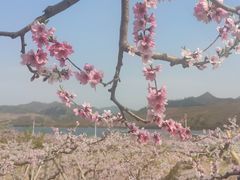 -河口景区