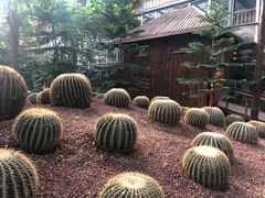 -呀路古热带植物园