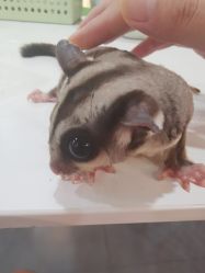 -Moni星球萌宠·小马宝莉·灵蛇·高端高阶全萌宠互动体验俱乐部(红豆国际广场店)