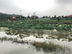 -同銮特种养殖场·龙虾垂钓