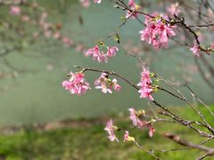 -中国科学院华南植物园