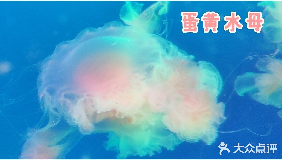 北京海洋馆暑期攻略