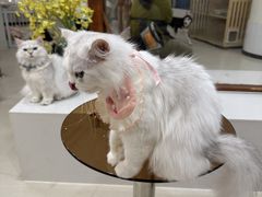 -共舞时光猫咖·狗咖(新街口店)