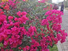 -芒洲湿地公园