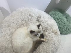 -喵喵咪呀布偶猫咖(春熙路店)