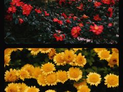 -杭州植物园