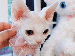 -70cat德文卷毛猫·缅因猫纯种猫舍