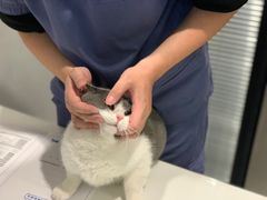 -伟伟宠物医院·CT影像中心·瑞派犬猫综合性门诊(汉口总院)