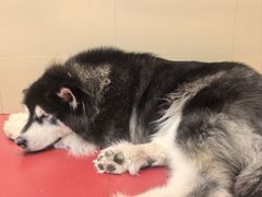 -和它·交个朋友·狗咖猫咖(爱琴海店)