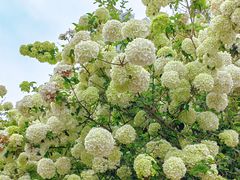 -大龙山(地铁站)