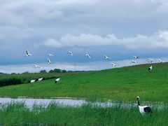 -黑龙江扎龙生态旅游区