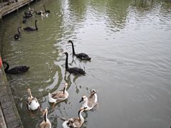 -溱湖国家湿地公园