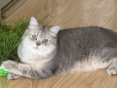 -美联众合宠物医院·爱萌分院·内外科·猫科中心