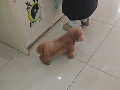 -全心全意连锁动物医院·微创中心·内科急重症·心脏专科(丰管路店)