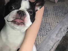 -萌宠之家·腊肠犬·马尔泰·小体犬舍