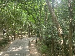 -紫金山山顶公园