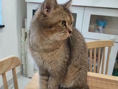 -楼上猫咖(罗湖店)