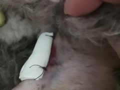 -美联众合动物医院(·中兽医·疑难杂症·严家桥分院)