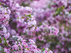 -海棠花溪(元大都城垣遗址公园)