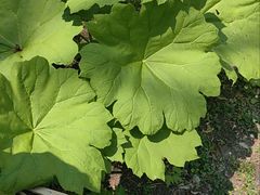 -黑龙江省森林植物园