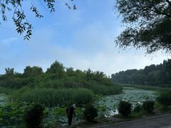 -丁香湖公园