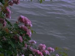 -西湖游船