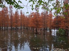 -白鹭湾湿地公园