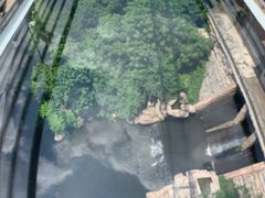 -客天下恐龙水晶玻璃桥