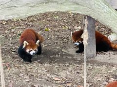 -上海野生动物园