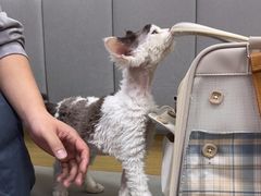 -美联众合动物医院·24h转诊中心