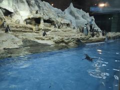 -帝企鹅自助餐厅•儿童岛•真企鹅(长隆企鹅酒店)