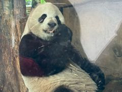 -成都动物园