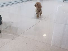 -帕帕拉兹宠物(亚洲旗舰店)