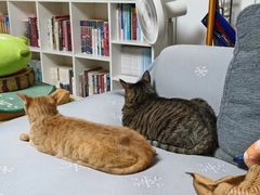 -瑞派康怡24h宠物医院·犬猫医疗中心·微创绝育(瑞景分院)