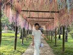 -莫里热带雨林景区