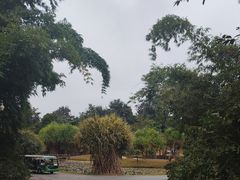 -中国科学院西双版纳热带植物园