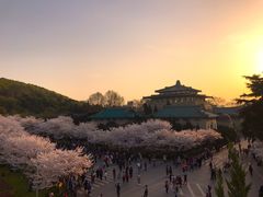 -武汉大学-樱园