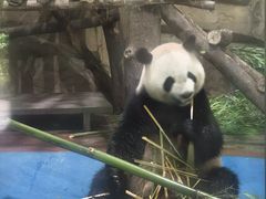 -成都动物园