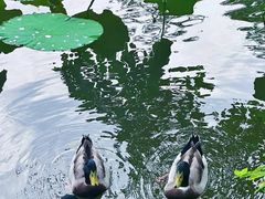 -惠州西湖风景名胜区-丰渚园