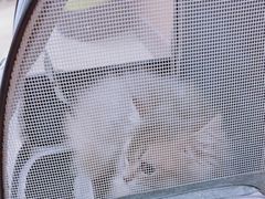 -米苏动物医院·犬猫专科·骨科外科内窥镜