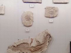 -辽宁古生物博物馆