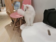 -momokira米努特·德文卷毛猫·棉花面纱犬