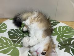 -青奢宠物·青奢猫舍