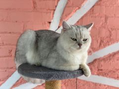 -喵屿·大理花园猫咖