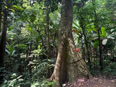 -中国科学院西双版纳热带植物园
